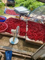 팜모닝 고추·영농일지 게시글 이미지