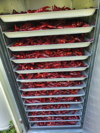 이동희님의 고추 · 영농일지 작성글 사진