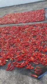 팜모닝 고추·영농일지 게시글 이미지