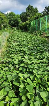 팜모닝 고구마·영농일지 게시글 이미지