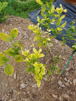 다 자급자족님의 블루베리 · 영농일지 작성글 사진