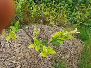 다 자급자족님의 블루베리 · 영농일지 작성글 사진