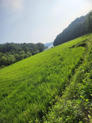 백화산지킴이산야초님의 벼 · 영농일지 작성글 사진