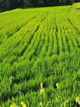 백화산지킴이산야초님의 벼 · 영농일지 작성글 사진