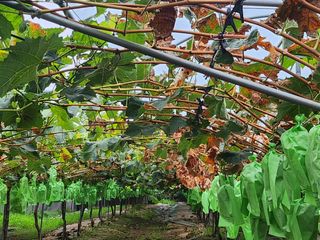 백화산지킴이산야초님의 포도 · 영농일지 작성글 사진