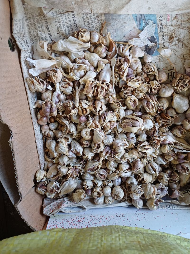 전원수님의 장터 판매 상품 [주아(마늘쫑)판매(의성종)] 첨부 사진