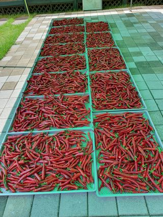 남기탁 님의 고추 · 영농일지 작성글 사진