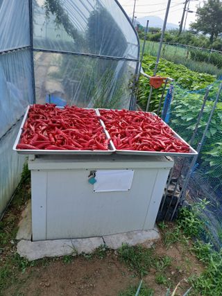 백영호님의 고추 · 영농일지 작성글 사진