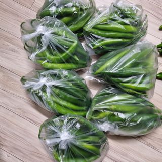 훈&팜님의 고추 · 영농일지 작성글 사진