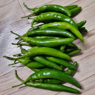 훈&팜님의 고추 · 영농일지 작성글 사진