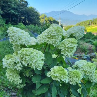 훈&팜님의 고추 · 영농일지 작성글 사진