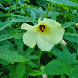 훈&팜님의 고추 · 영농일지 작성글 사진