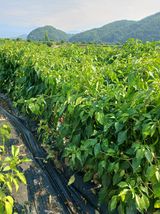 팜모닝 고추·병해충상담 게시글 이미지