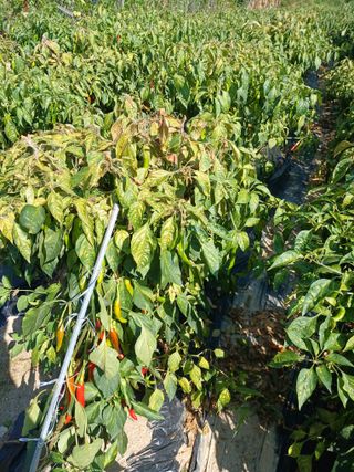 거촌어른님의 고추 · 병해충상담 작성글 사진