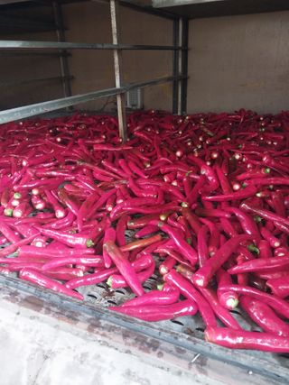 오영균 님의 고추 · 영농일지 작성글 사진