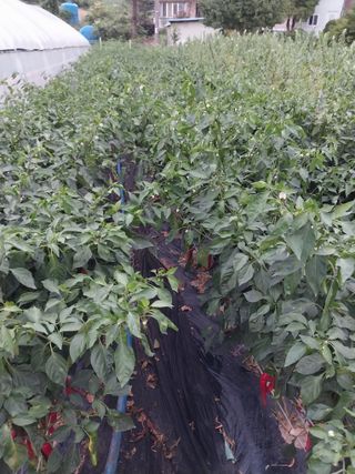 오영균 님의 고추 · 영농일지 작성글 사진