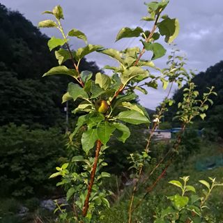 이은주(여성초보농민님의 사과 · 영농일지 작성글 사진