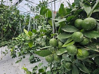 복희네농장(달콤향)님의 자유주제 · 자유게시판 작성글 사진