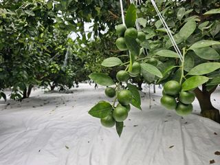 복희네농장(달콤향)님의 자유주제 · 자유게시판 작성글 사진