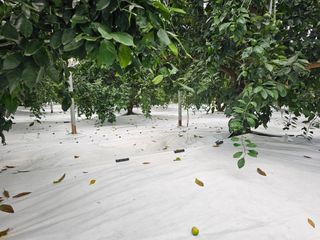 복희네농장(달콤향)님의 자유주제 · 자유게시판 작성글 사진