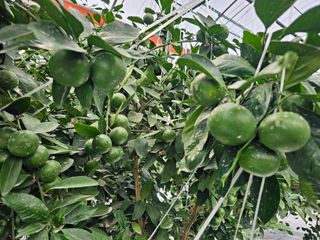 복희네농장(달콤향)님의 자유주제 · 자유게시판 작성글 사진