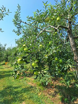 최승국님의 사과 · 영농일지 작성글 사진