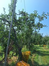 팜모닝 사과·영농일지 게시글 이미지