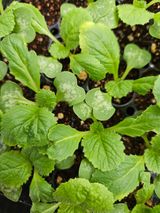 팜모닝 배추·병해충상담 게시글 이미지