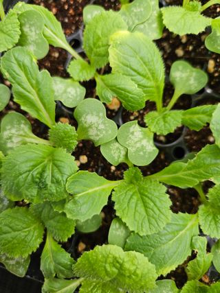 개미와배짱이님의 배추 · 병해충상담 작성글 사진