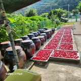 팜모닝 고추·영농일지 게시글 이미지