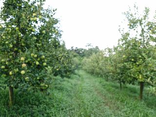 전락구님의 사과 · 영농일지 작성글 사진