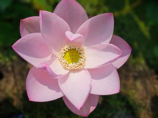 (주)연리지윤태금님의 기타작물 · 영농일지 작성글 사진