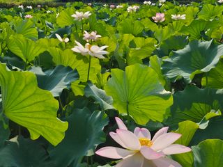 (주)연리지윤태금님의 기타작물 · 영농일지 작성글 사진