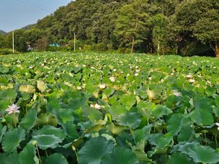(주)연리지윤태금님의 기타작물 · 영농일지 작성글 사진