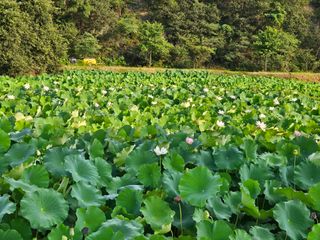 (주)연리지윤태금님의 기타작물 · 영농일지 작성글 사진