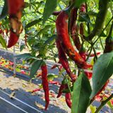 팜모닝 고추·영농일지 게시글 이미지