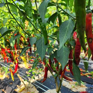 약초를사랑한짱아줌마님의 고추 · 영농일지 작성글 사진