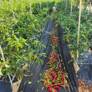 약초를사랑한짱아줌마님의 고추 · 영농일지 작성글 사진