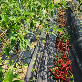 약초를사랑한짱아줌마님의 고추 · 영농일지 작성글 사진