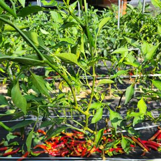 약초를사랑한짱아줌마님의 고추 · 영농일지 작성글 사진