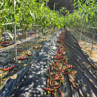 약초를사랑한짱아줌마님의 고추 · 영농일지 작성글 사진