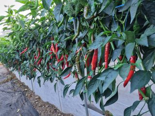 김영일님의 고추 · 영농일지 작성글 사진