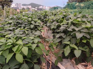 양경일님의 콩 · 병해충상담 작성글 사진