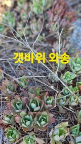 팜모닝 자유주제·자유게시판 게시글 이미지