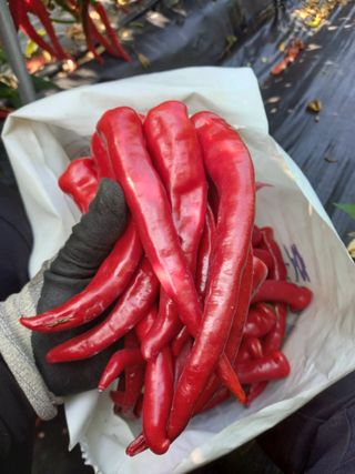 주말부부농사꾼님의 고추 · 영농일지 작성글 사진