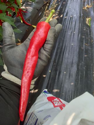 주말부부농사꾼님의 고추 · 영농일지 작성글 사진