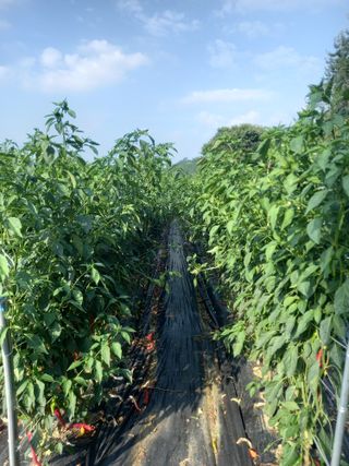 주말부부농사꾼님의 고추 · 영농일지 작성글 사진