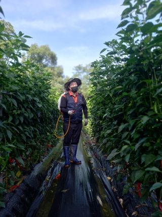 주말부부농사꾼님의 고추 · 영농일지 작성글 사진