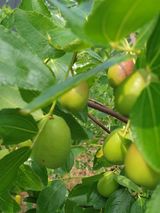 팜모닝 농사, 무엇이든 물어보세요!·참여글 게시글 이미지