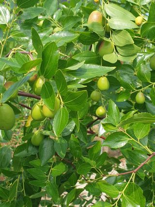 대추.야생화김민경님의 농사, 무엇이든 물어보세요! · 참여글 작성글 사진